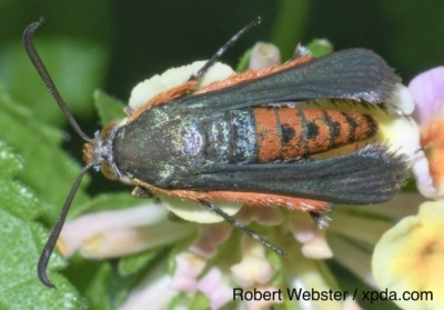 Adult squash borer