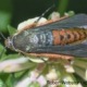 Adult squash borer
