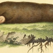 Mole painting, Johann Andreas Wagner 1855