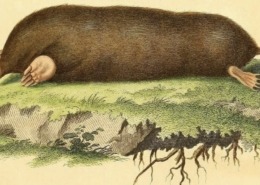 Mole painting, Johann Andreas Wagner 1855