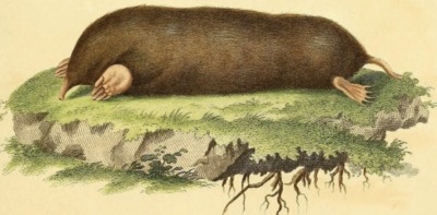 Mole painting, Johann Andreas Wagner 1855