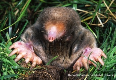 Mole, headshot