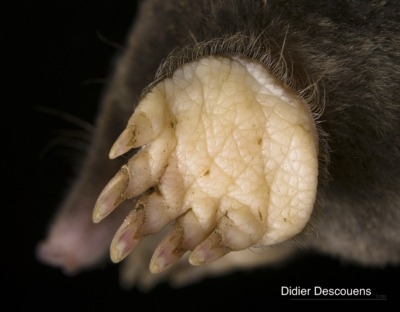 Mole paw, good for digging