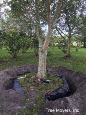 Trenching around tree