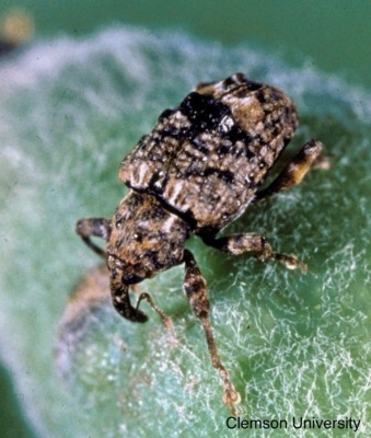 Plum curculio, cute but a pest