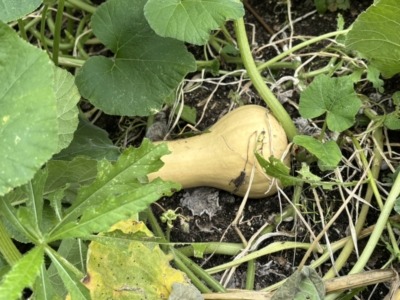 Squash, Butternut