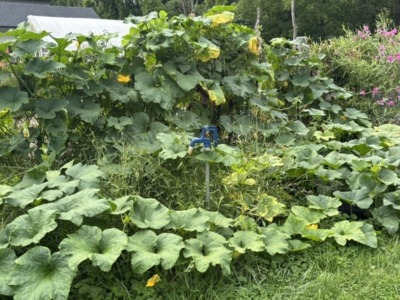 Squash, Korean escaping fence