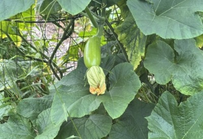 Squash, Korean fruit forming
