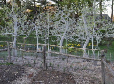 Surround spray on dwarf apples