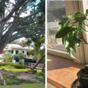 Weeping figs, Puerto Rico and windowsill