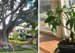 Weeping figs, Puerto Rico and windowsill