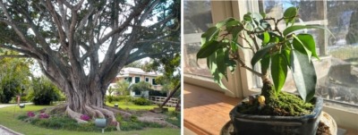 Weeping figs, Puerto Rico and windowsill