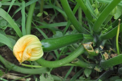 Young zucchini, early in season