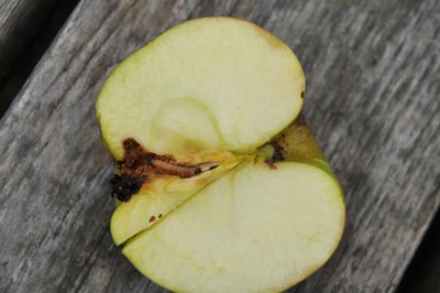 Codling moth in apple