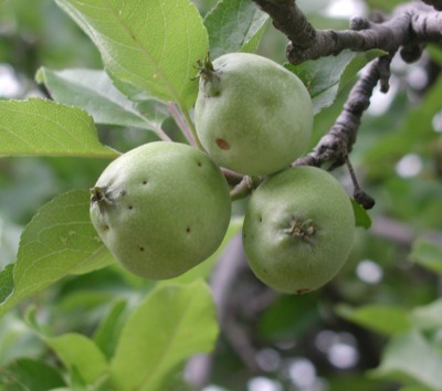 Dimpled fruit from apple maggot