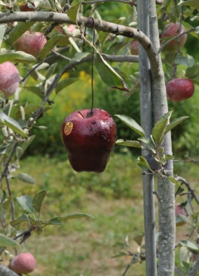 Maggot trap, with real apple