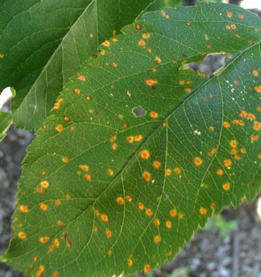 Cedar apple rust on apple