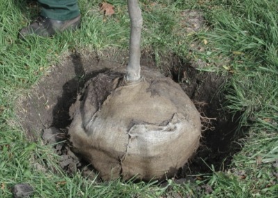 Balled & burlaped tree