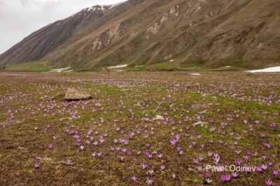 Colchicine in Kazbegi, Georgia