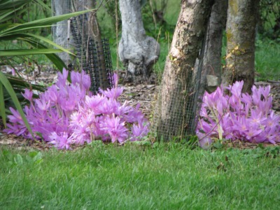 colchicum beneath trees