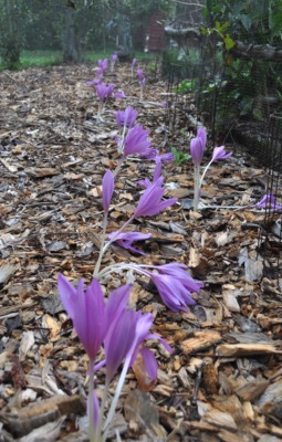 Early colchicum planting