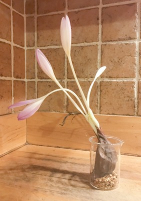 Colchicumm blooming without soil