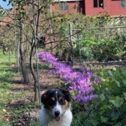 Autumn crocus & and Daisy the dog