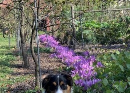 Autumn crocus & and Daisy the dog