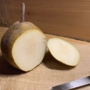 Passe Crasanne pear, ripe and ready for eating