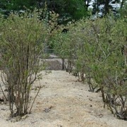 Sawdust mulched blueberries