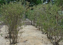 Sawdust mulched blueberries