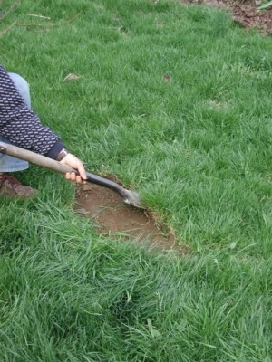 Stripping sod