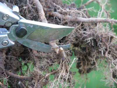 pruning broken root