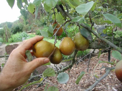 Harvesting Seckel pear